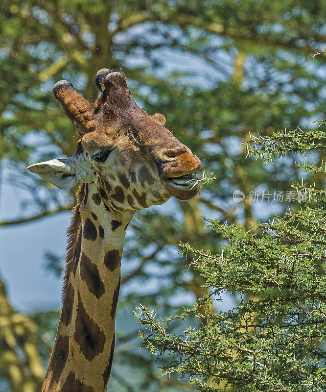 罗斯柴尔德长颈鹿(Giraffa camelopardalis rothschildi)是最濒危的长颈鹿亚种之一，野生长颈鹿只有几百只。纳库鲁湖国家公园，肯尼亚。吃东西。